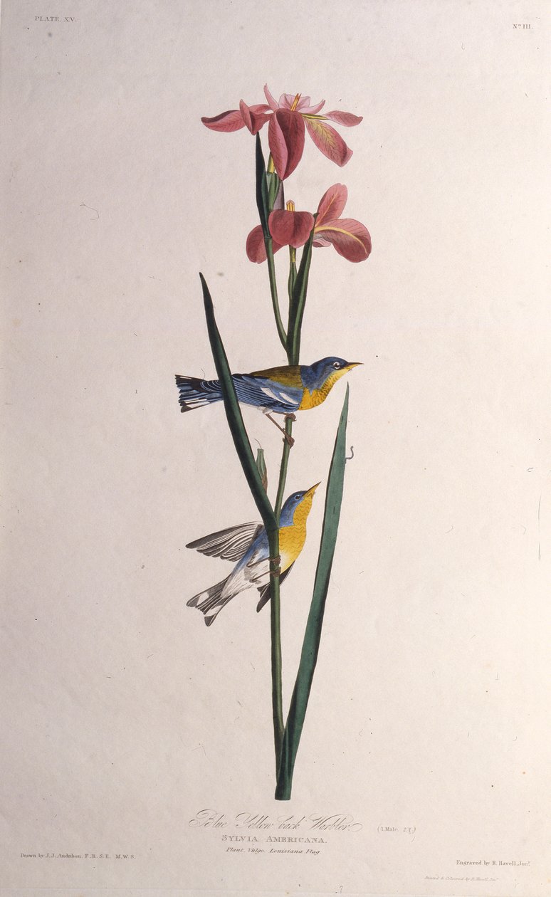 Kék Sárgahátú poszáta. Az Amerika madaraiból, 1827-1838. alkotó: John James Audubon