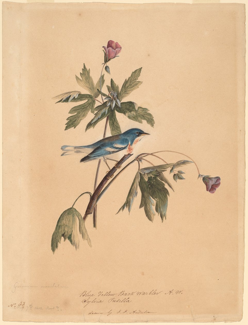 Kék Sárga hátsó poszáta alkotó: John James Audubon