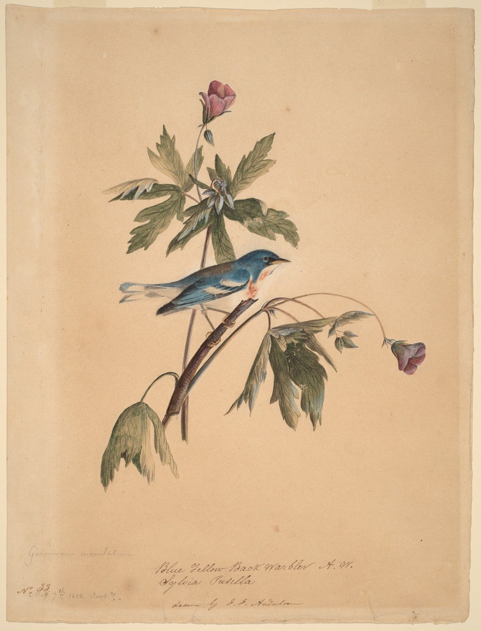 Kék-sárga háti poszáta alkotó: John James Audubon