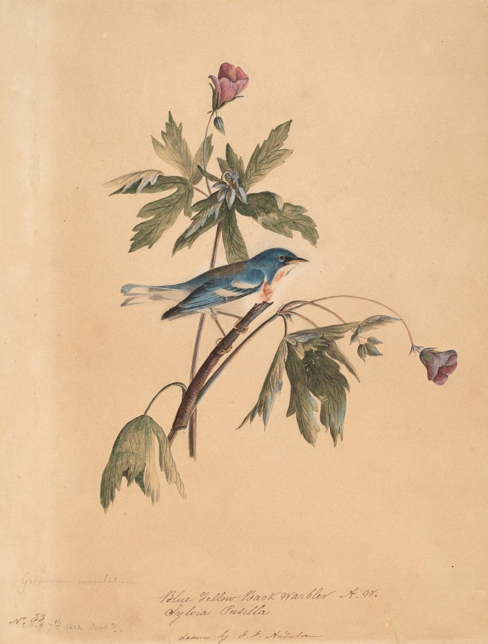 Kéksárga poszáta, 1812. alkotó: John James Audubon