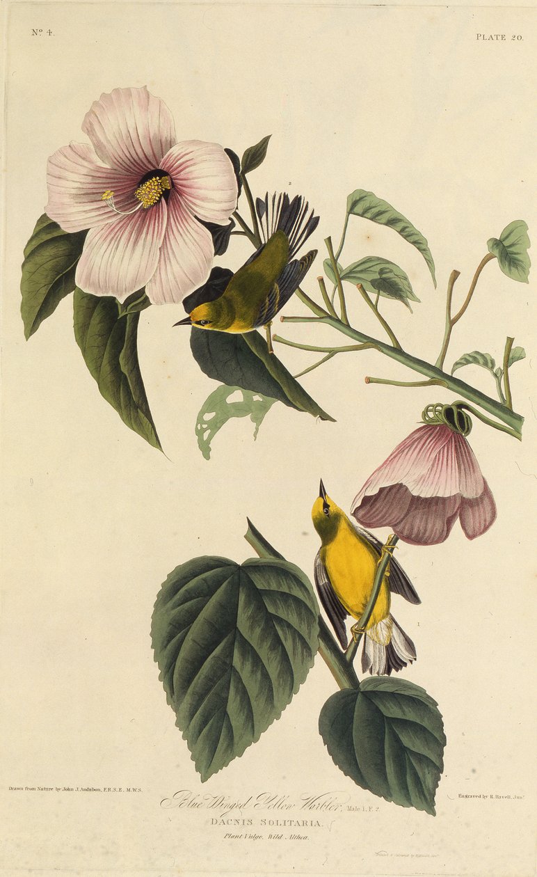 Kék szárnyú sárga poszáta. Az Amerika madaraiból, 1827-1838. alkotó: John James Audubon