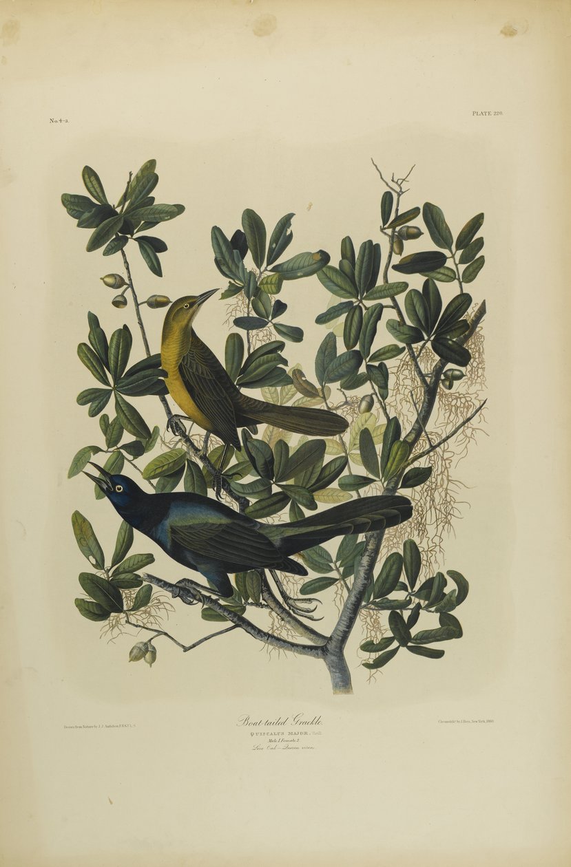 Boat-tailed Grackle, Julien Bien nyomta és Roe Lockwood & Son adta ki, 1861 (kromolitográfia) alkotó: John James Audubon