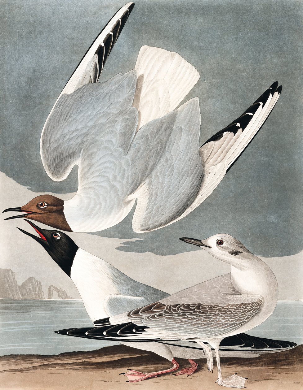 Bonaparti sirály, Larus Bonapartii, John J. Audubon "Amerika madarai"-ból, pub. 1827-38 alkotó: John James Audubon
