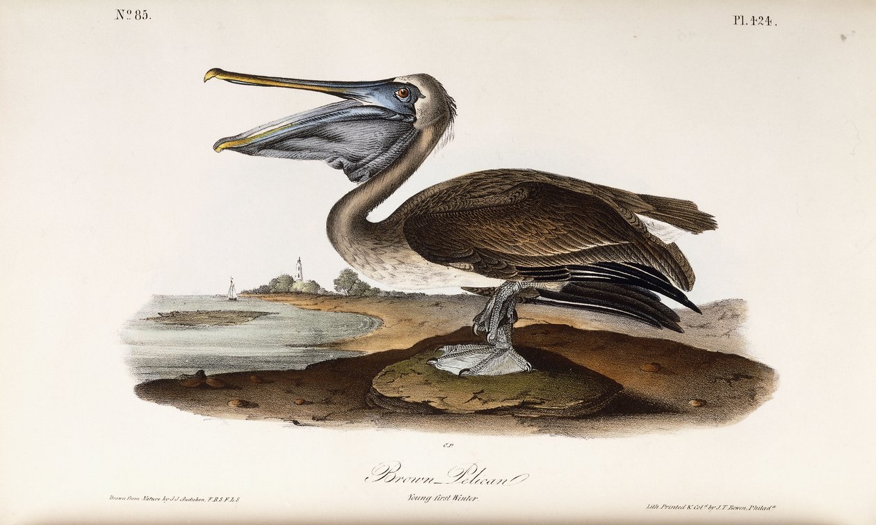 Barna Pelikán alkotó: John James Audubon
