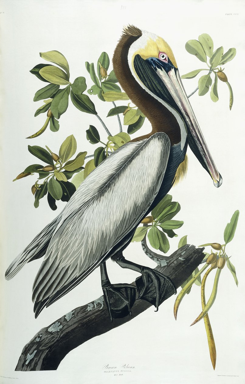 Barna Pelikán, 1835 alkotó: John James Audubon