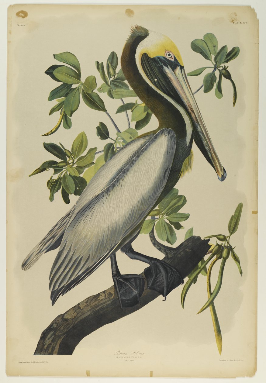 Barna Pelikán, nyomta Julien Bien és adta ki Roe Lockwood & Son, 1861 (kromolitográfia) alkotó: John James Audubon