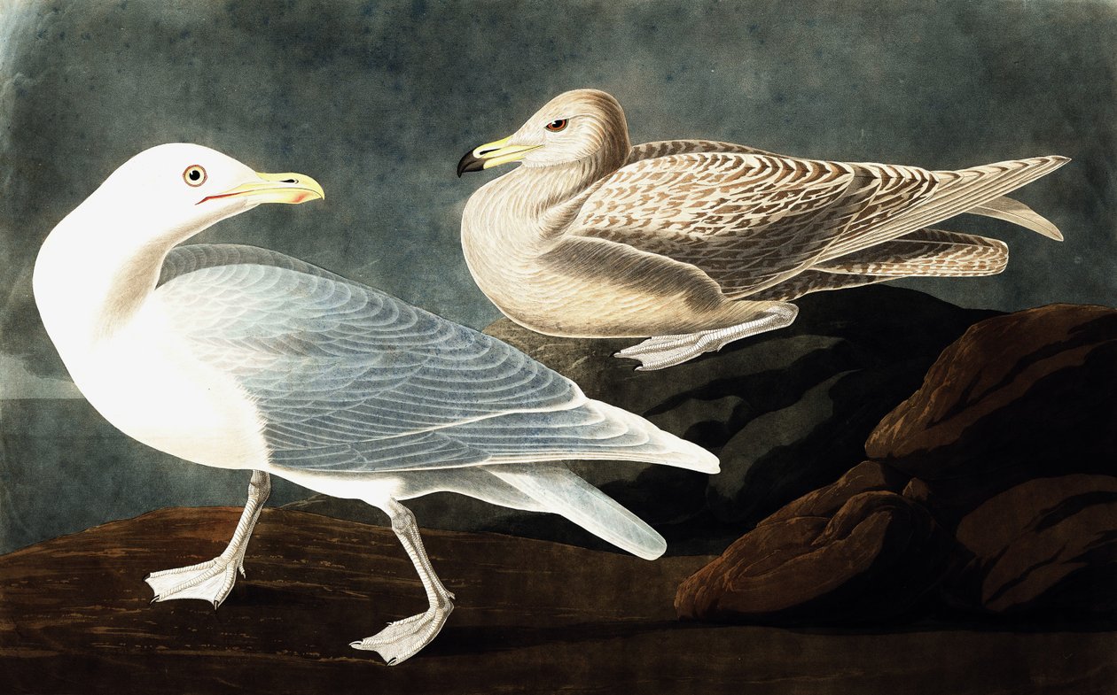 Burgomaster Gull, Larus Glaucus, a "The Birds of America"-ból, John J. Audubon, pub. 1827-38 alkotó: John James Audubon