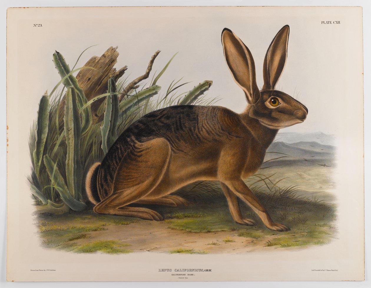 Kaliforniai nyúl, 1847 alkotó: John James Audubon