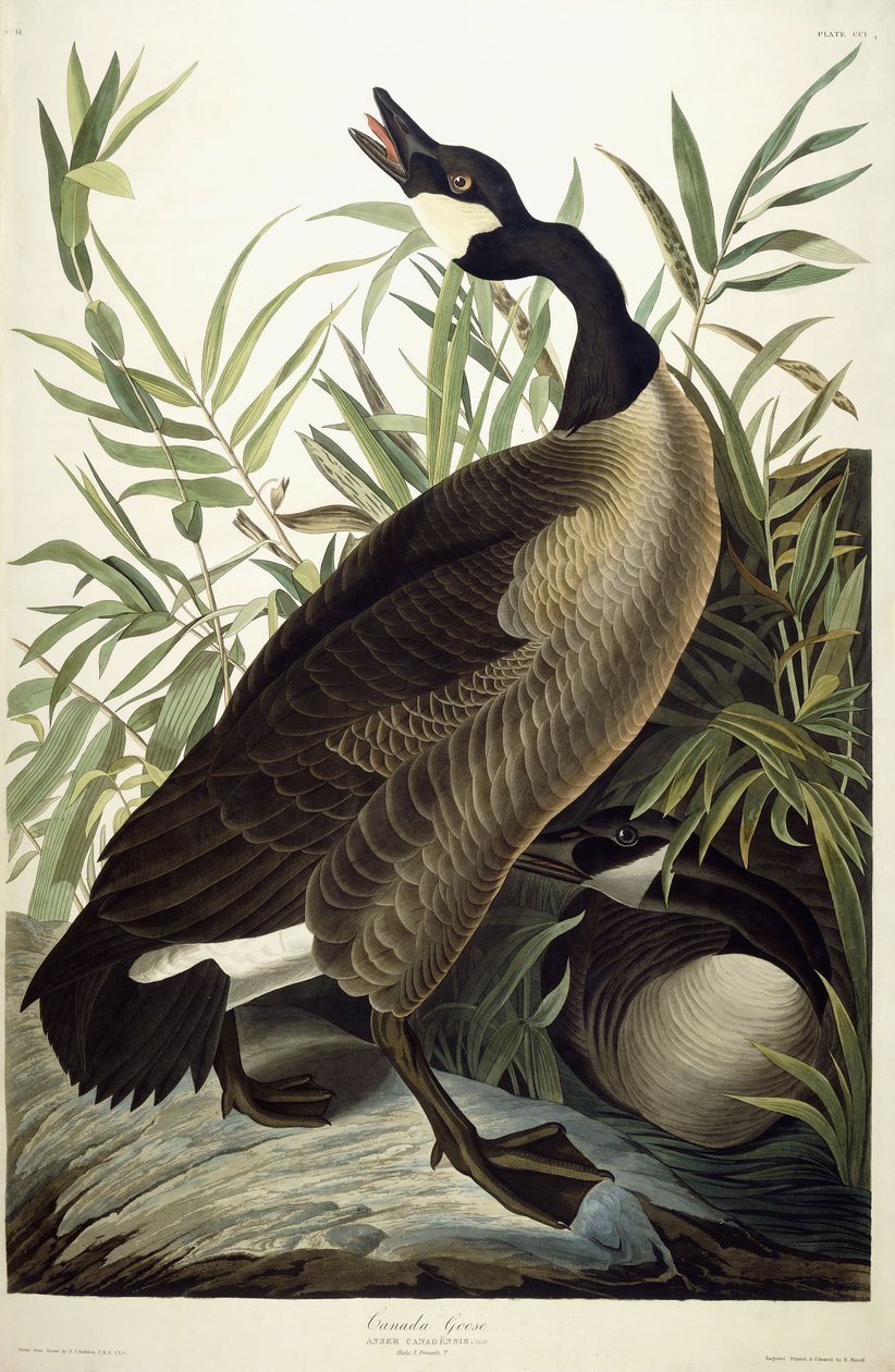 Kanadai liba, 1827-1838 körül alkotó: John James Audubon