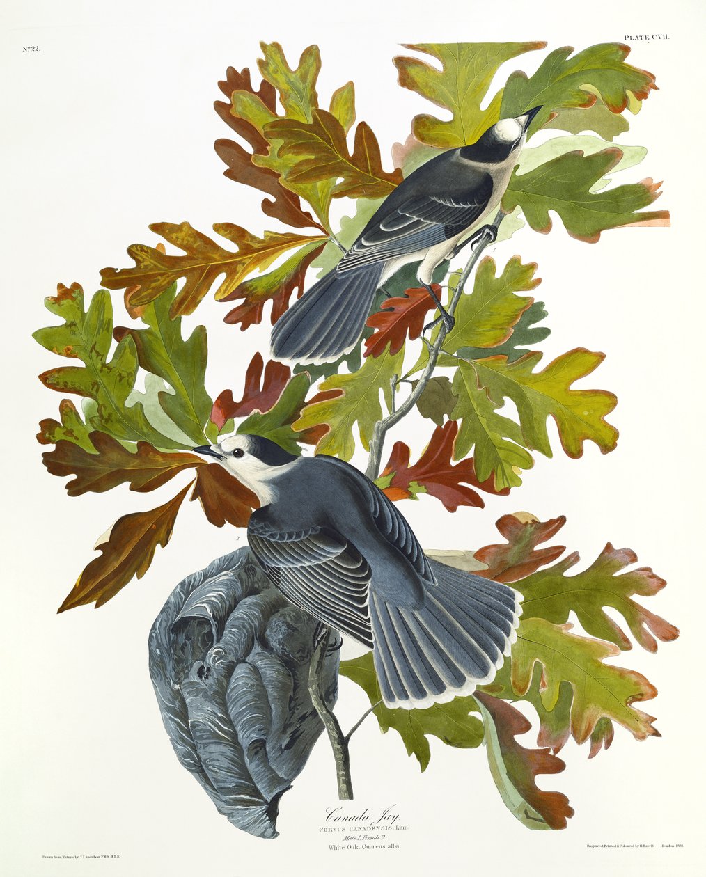 Kanada Jay alkotó: John James Audubon