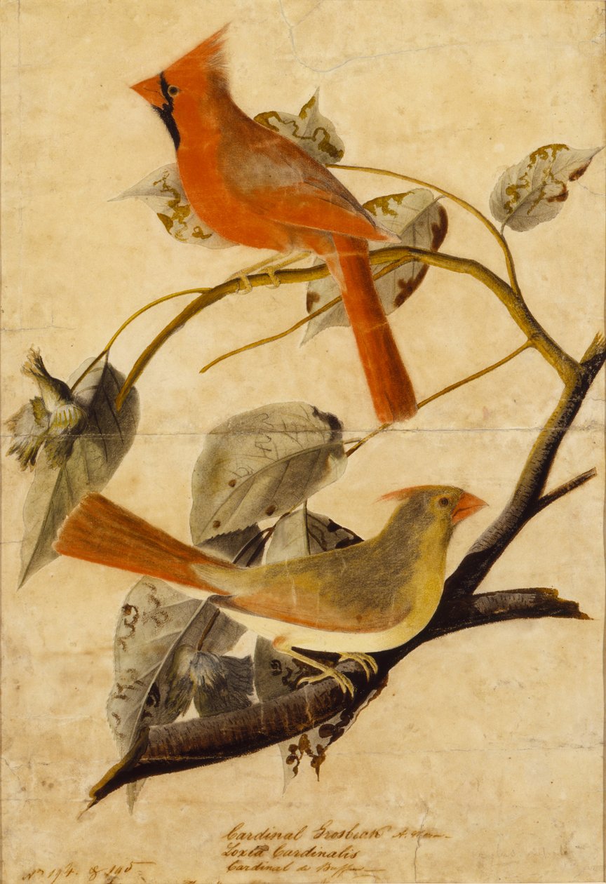 bíboros csőrös csőrös alkotó: John James Audubon