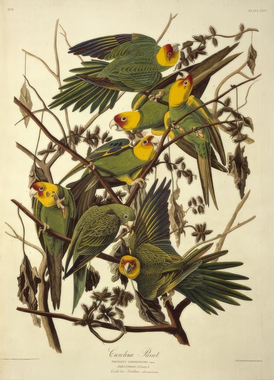 Karolina papagáj. Psittacus Carolinensis alkotó: John James Audubon