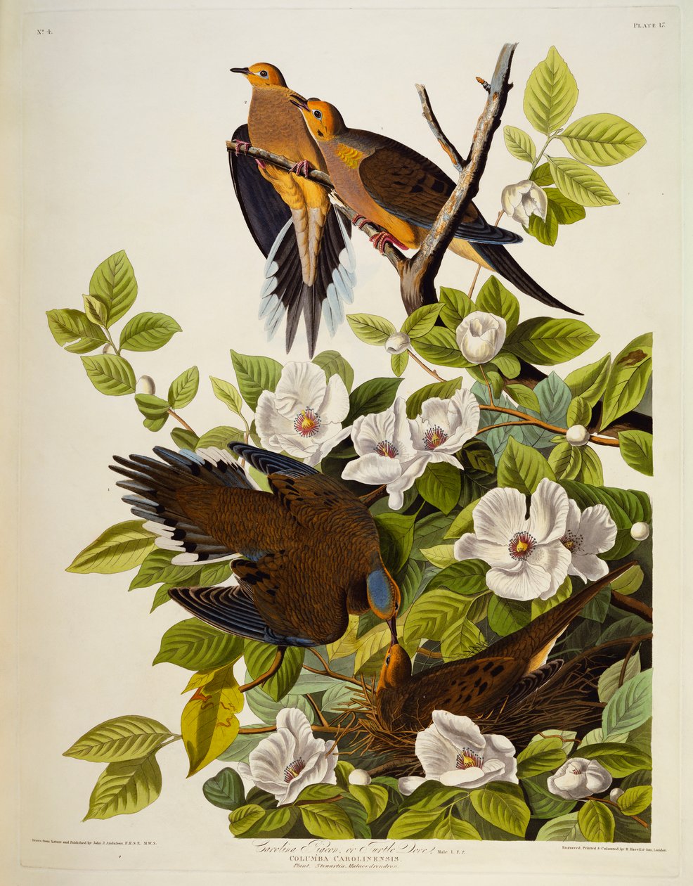 Carolina Turtledove. Gyászgalamb, alkotó: John James Audubon