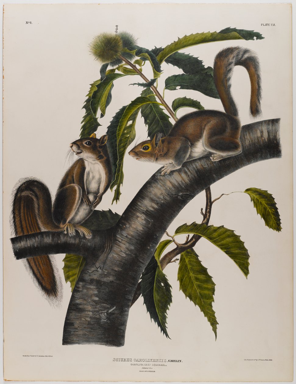 Carolina szürke mókus alkotó: John James Audubon