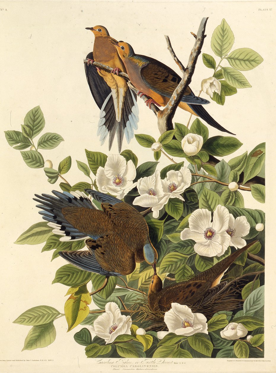Karolina galamb vagy Carolina turtledove. Az Amerika madaraiból, 1827-1838. alkotó: John James Audubon