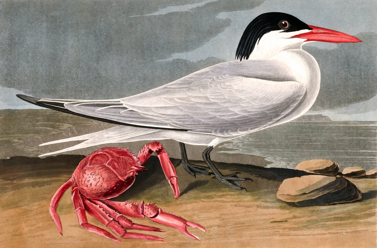 Cayenne Tern, Sterna Maxima, a "The Birds of America"-ból, John J. Audubon, pub. 1827-38 alkotó: John James Audubon