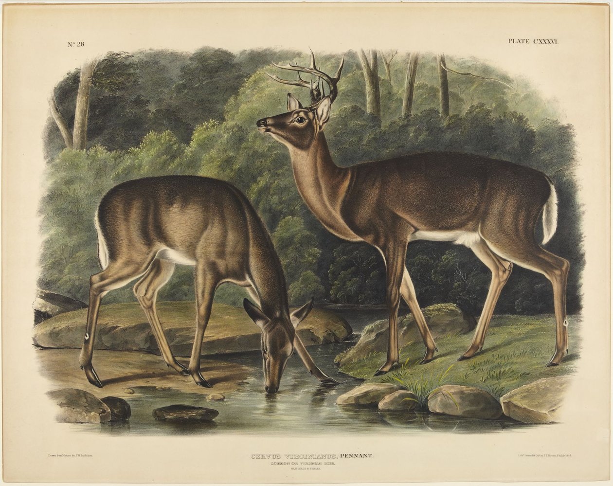virginiai szarvas, Pennant alkotó: John James Audubon