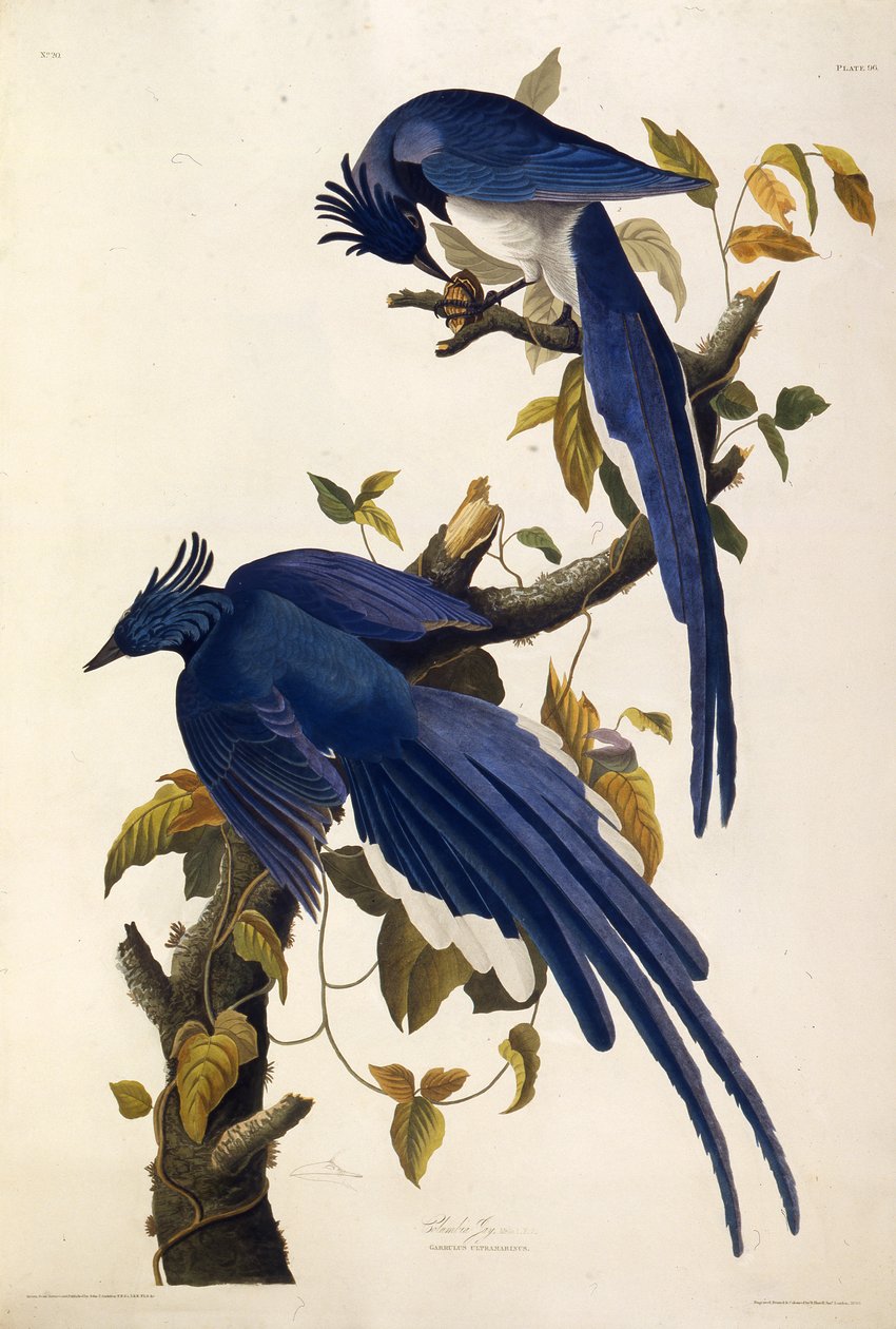 Columbia Jay Garrulus ultramarinus. Az Amerika madaraiból, 1827-1838. alkotó: John James Audubon
