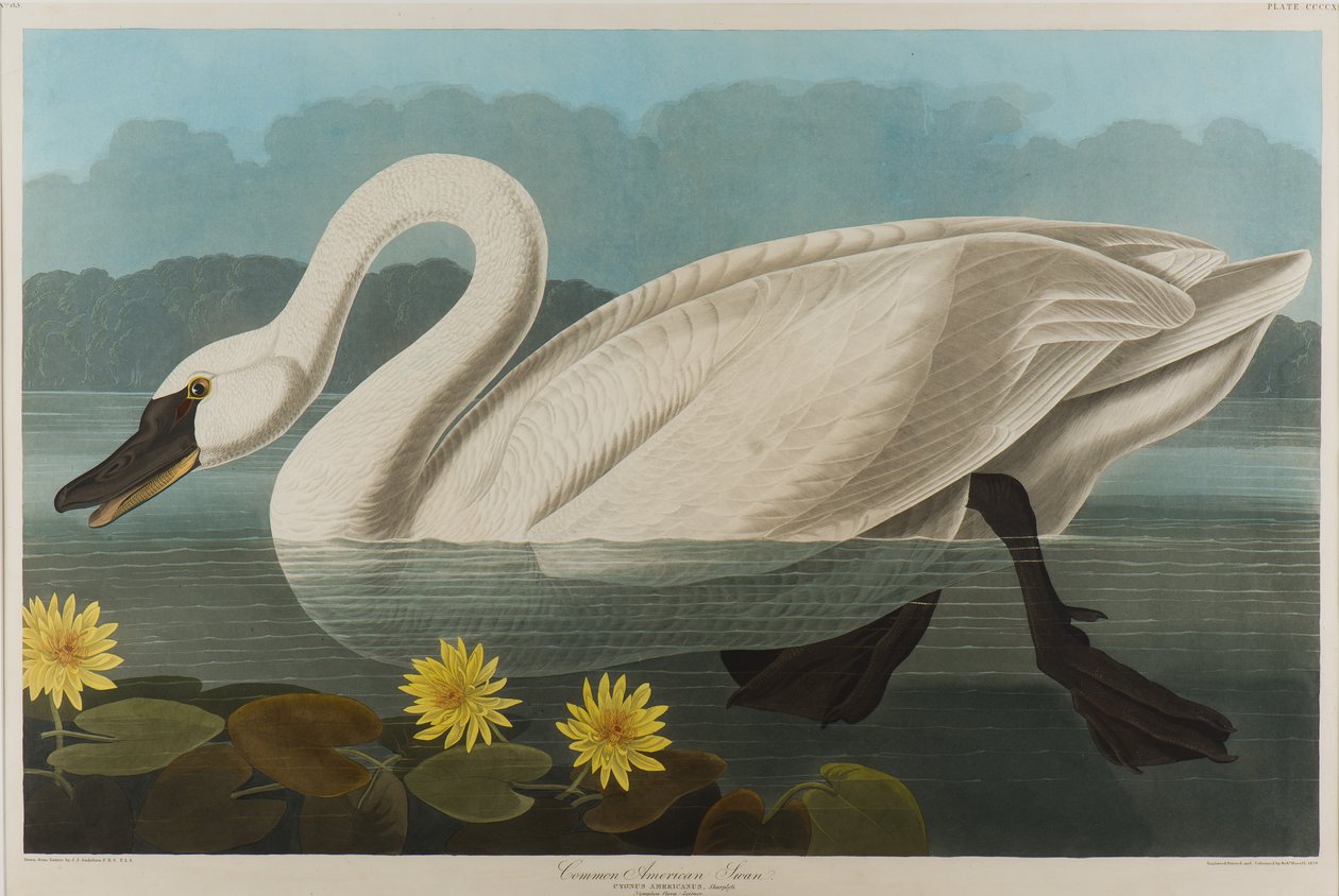 Közönséges amerikai hattyú, 1838 (wc papíron) alkotó: John James Audubon