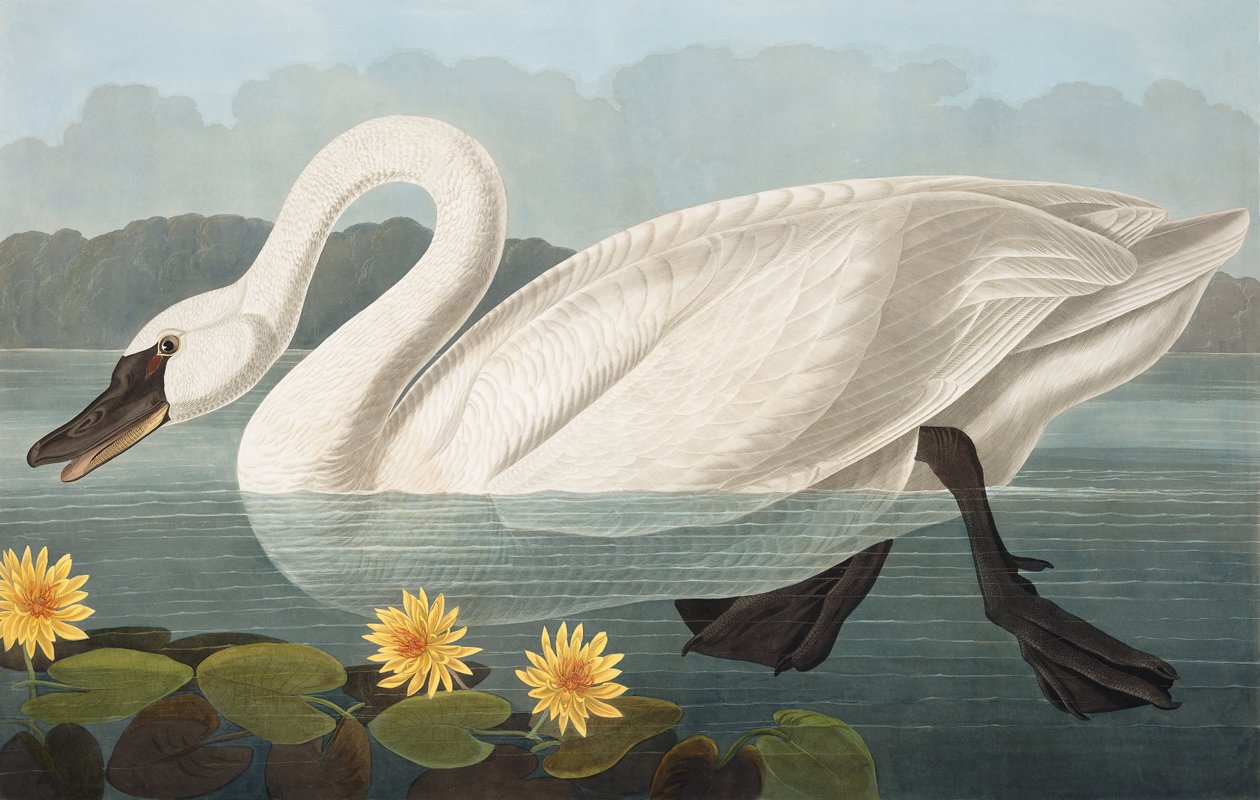 Közönséges amerikai hattyú, Cygnus Americanus, a "The Birds of America"-ból, John J. Audubon, pub. 1827-38 alkotó: John James Audubon