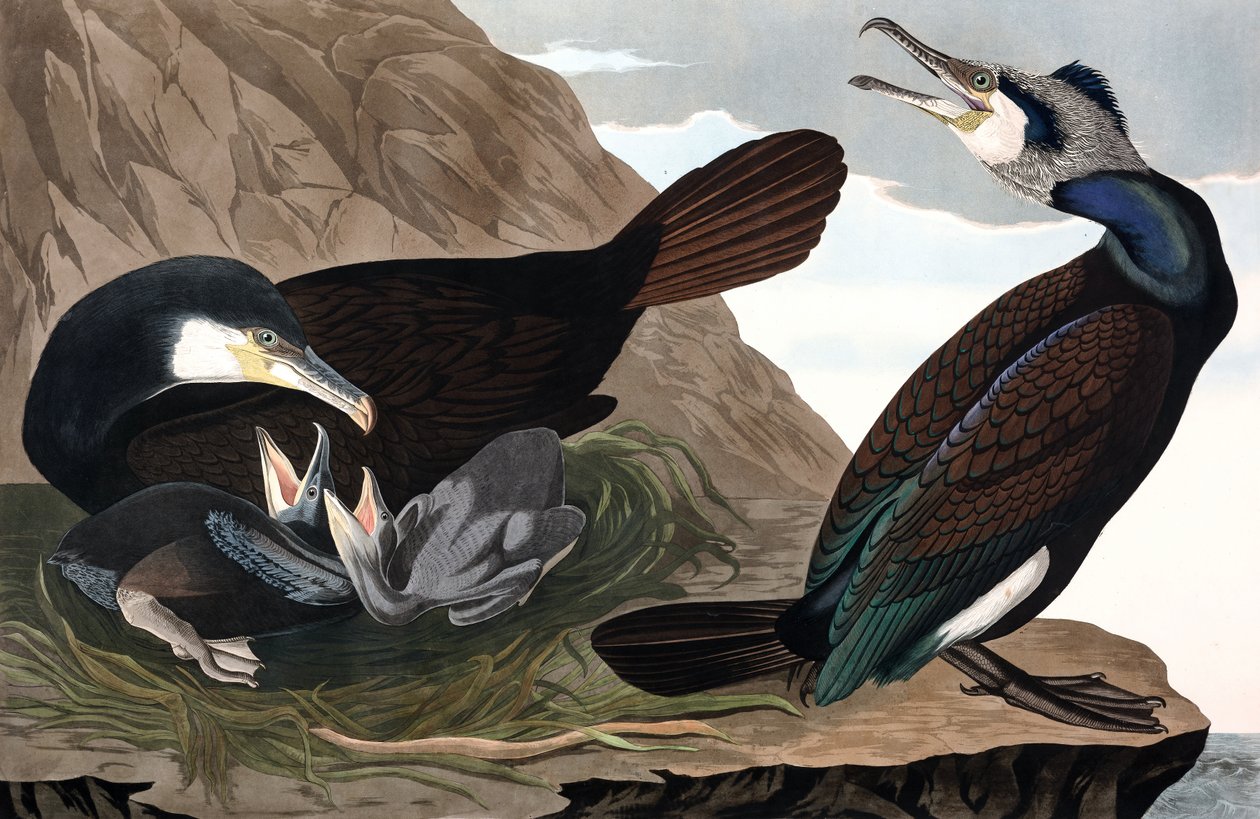 Közönséges kormorán, Phalacrocorax Carbo, a "The Birds of America"-ból, John J. Audubon, pub. 1827-38 (kézzel színezett metszet) alkotó: John James Audubon