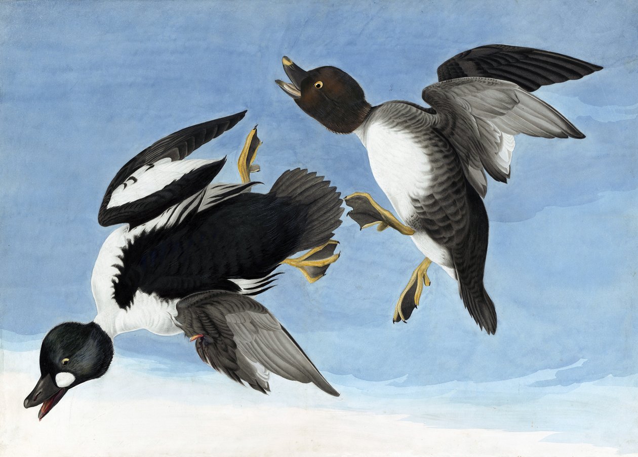Common Goldeneye, a "The Birds of America"-ból, John J. Audubon, pub. 1827-38 alkotó: John James Audubon