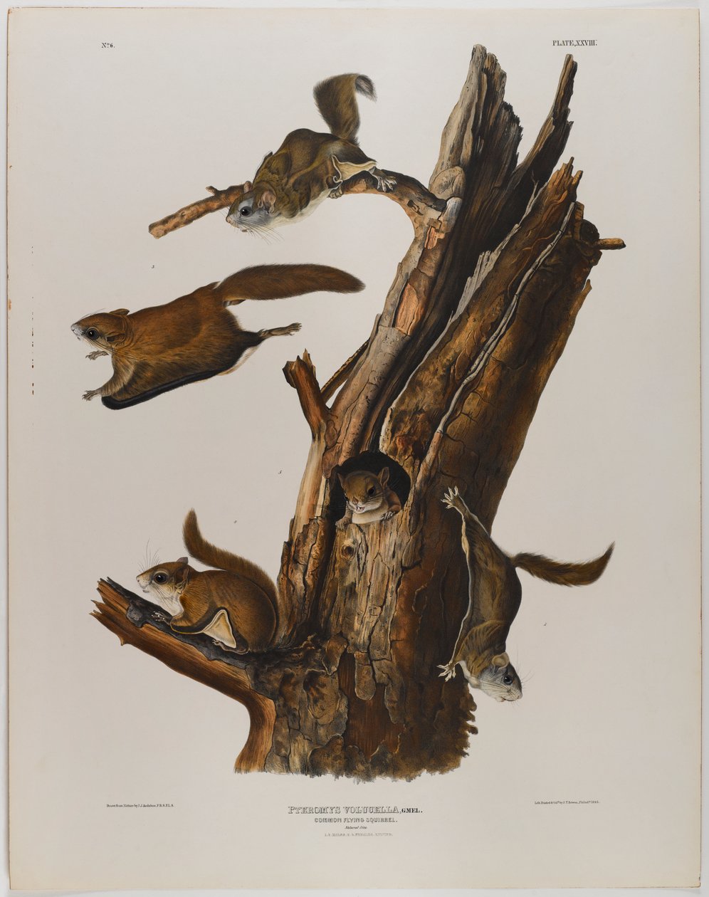 Közönséges repülő mókus alkotó: John James Audubon