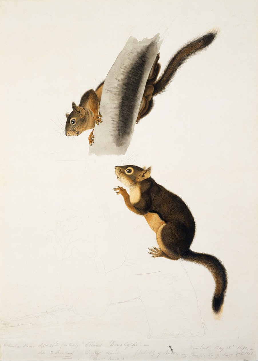 Douglas Squirrel, a The Viviparous Quadrupeds of North America fólióhoz, 1845-ben, 1841-43 körül (ceruza, tinta és WC papíron) (lásd: 129904) alkotó: John James Audubon