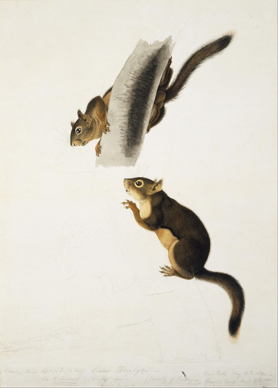 Douglas-mókus alkotó: John James Audubon