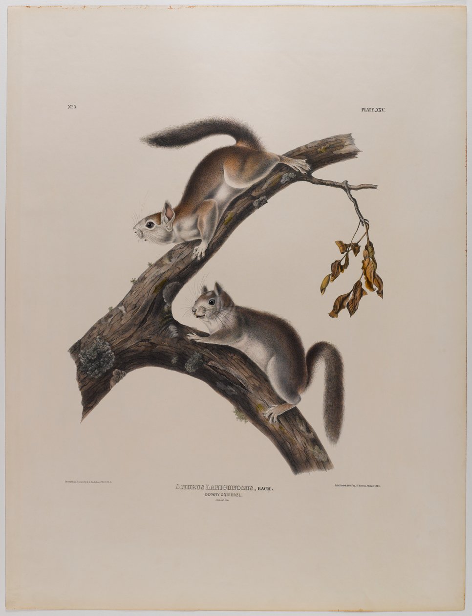Molyhos mókus alkotó: John James Audubon