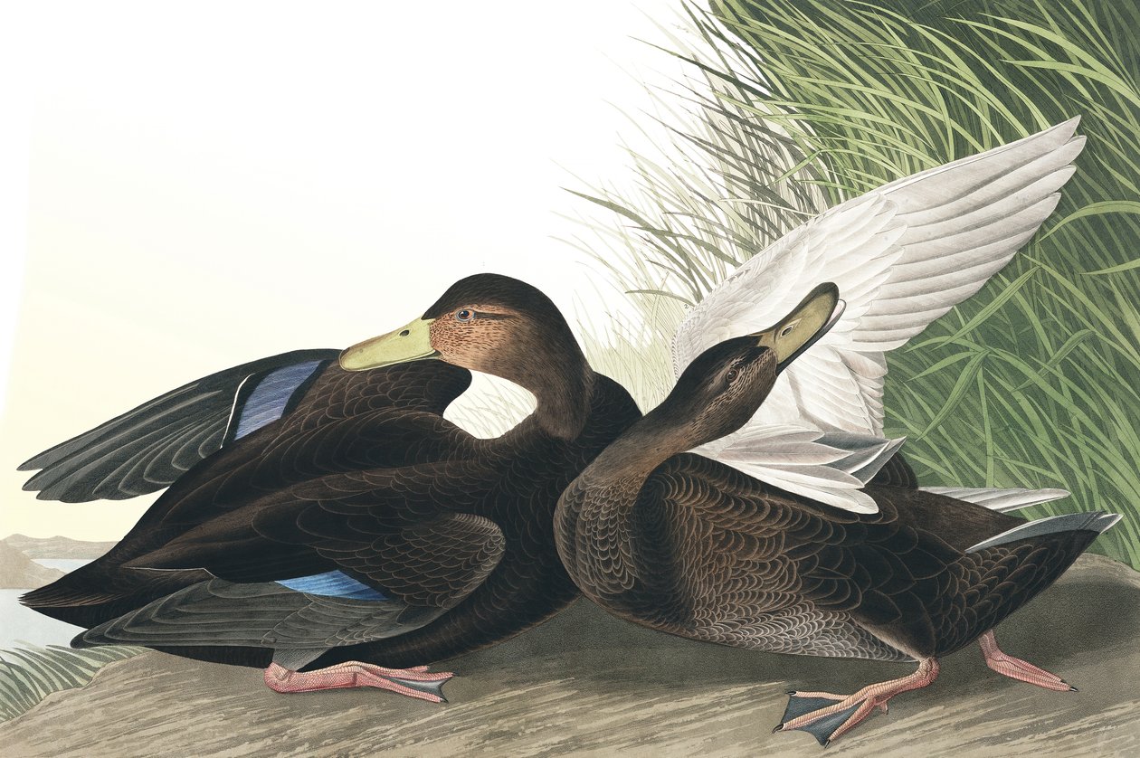 Dusky Duck, Anas Obscura, a "The Birds of America"-ból, John J. Audubon, pub. 1827-38 alkotó: John James Audubon