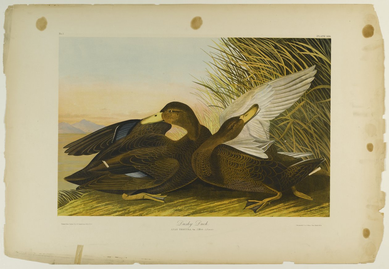 Dusky Duck, nyomta Julien Bien és adta ki a Roe Lockwood & Son, 1861 (kromolitográfia) alkotó: John James Audubon