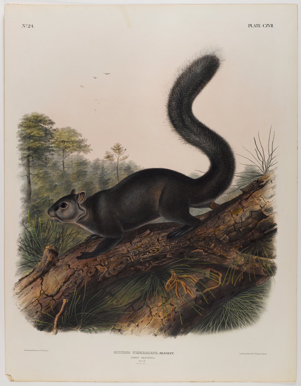 Szürke mókus alkotó: John James Audubon