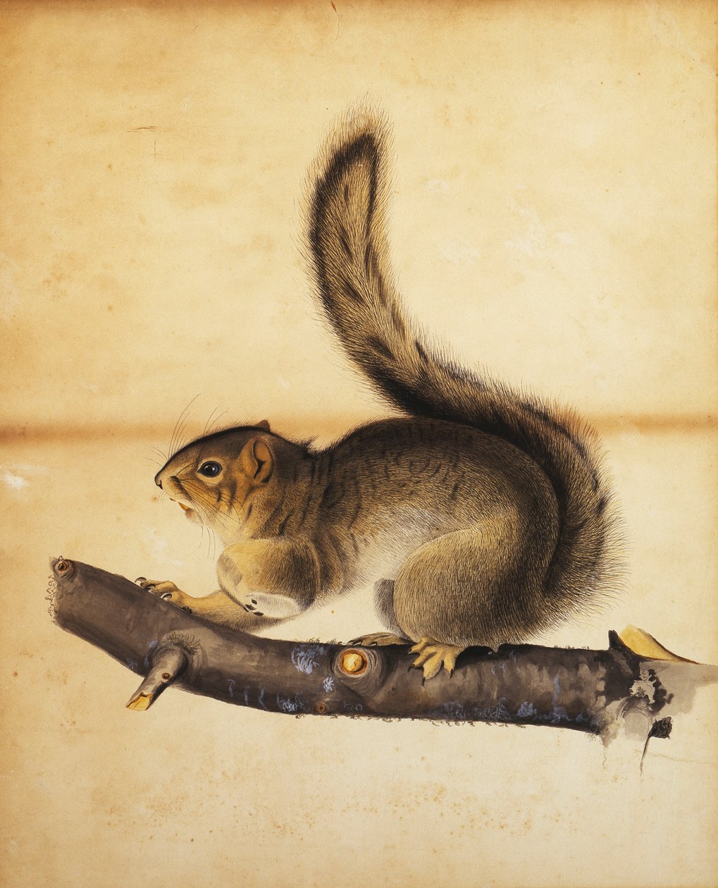 Keleti szürke mókus teljes téli kabátban, 1840 körül alkotó: John James Audubon