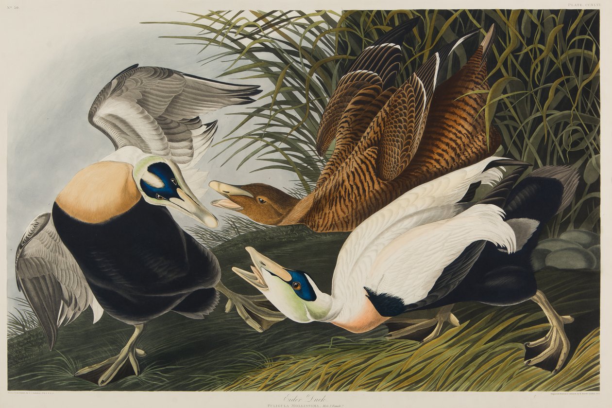Eder kacsa, 1835 (wc papíron) alkotó: John James Audubon