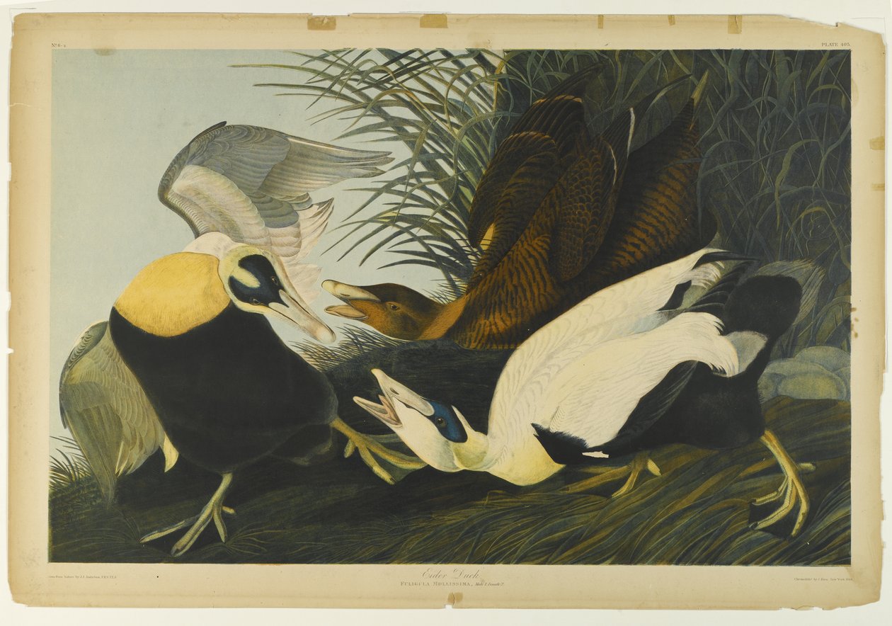 Eider Duck, nyomta Julien Bien és adta ki Roe Lockwood & Son, 1861 (kromolitográfia) alkotó: John James Audubon