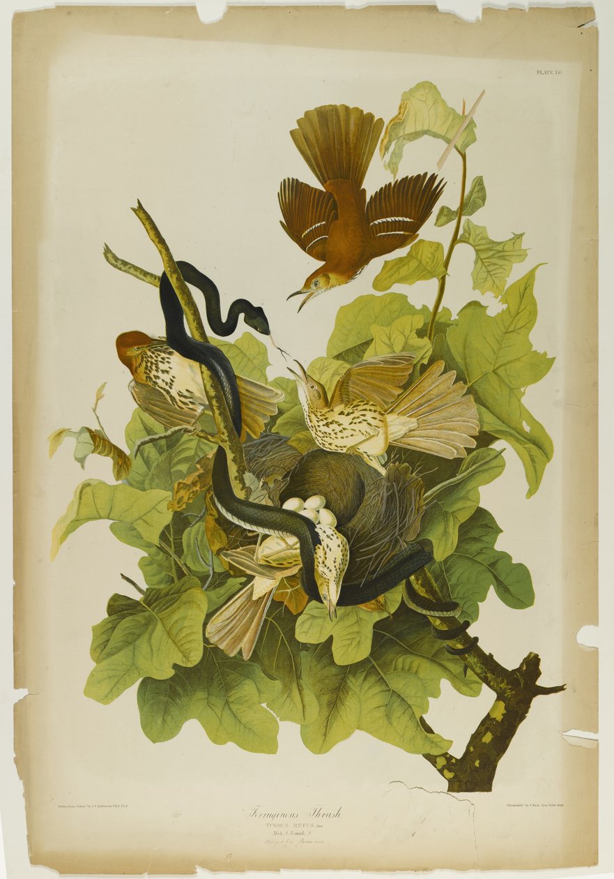 Ferruginous Thrush, nyomta Julien Bien és adta ki Roe Lockwood & Son, 1861 (kromolitográfia) alkotó: John James Audubon