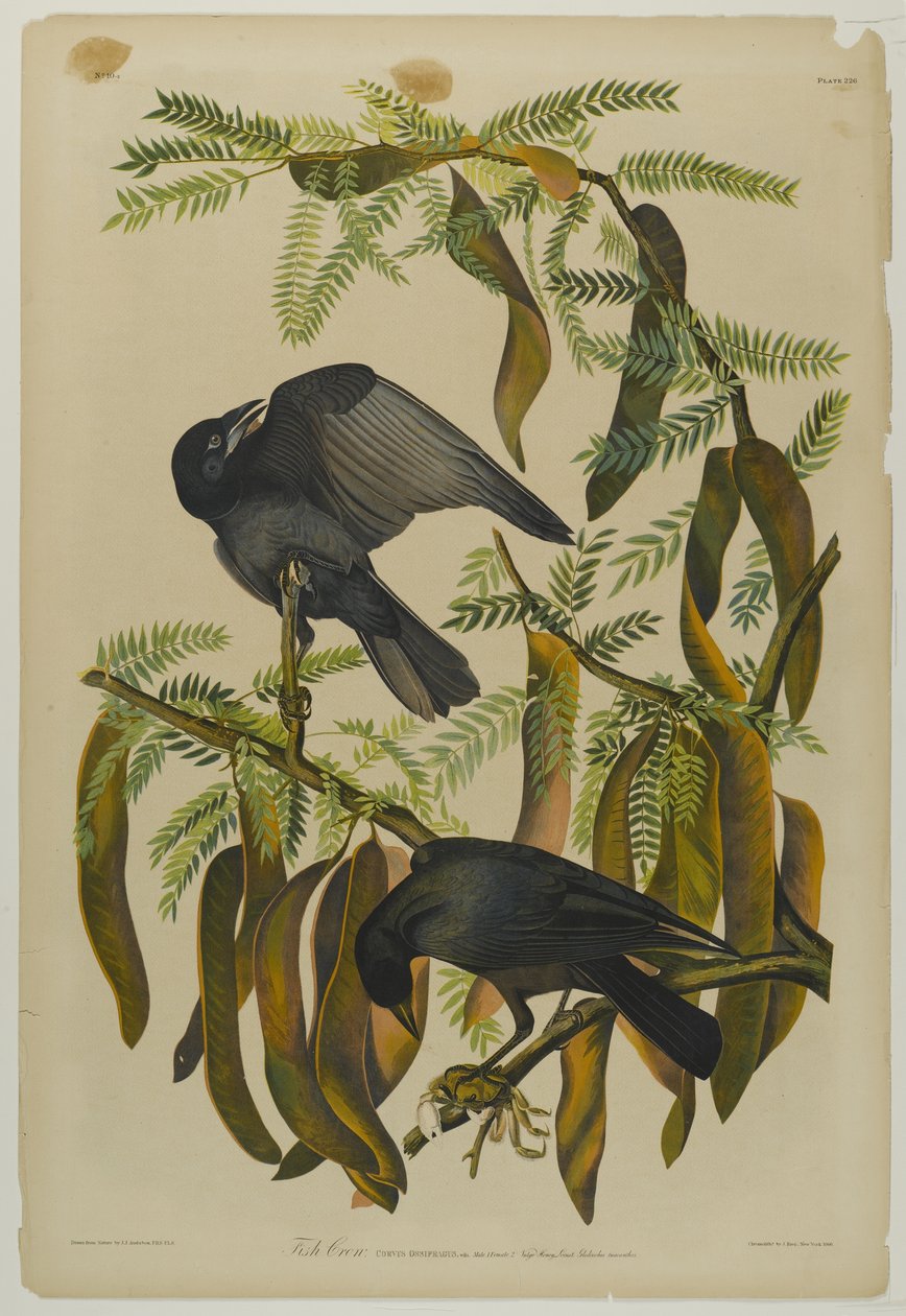 Fish Crow, nyomta Julien Bien és adta ki Roe Lockwood & Son, 1861 (kromolitográfia) alkotó: John James Audubon