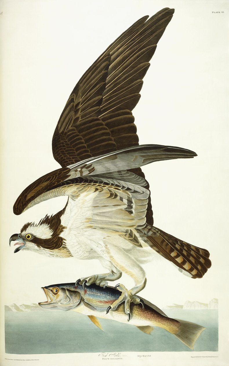 Fish Hawk, 1830 alkotó: John James Audubon