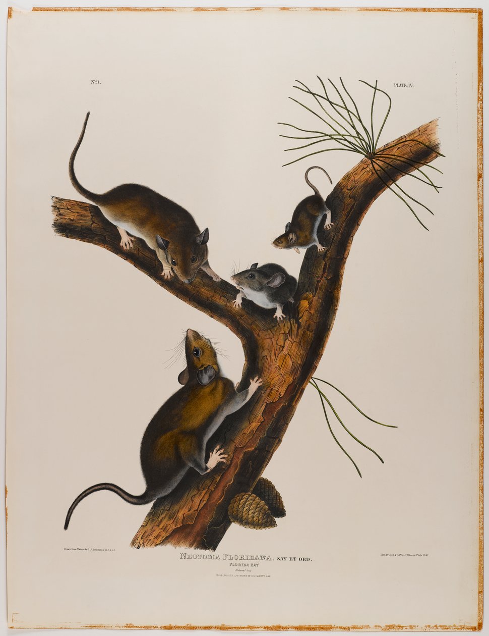 Floridai patkány alkotó: John James Audubon