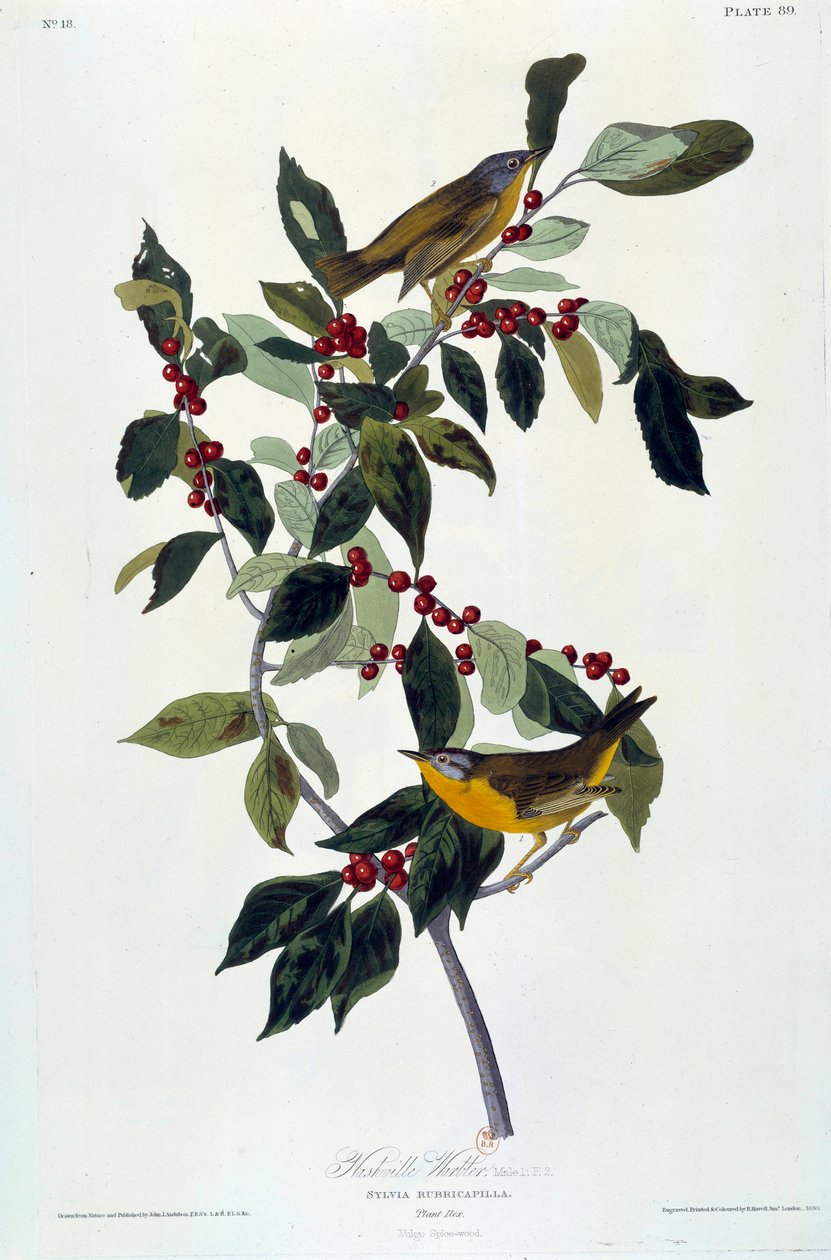 Virágok és madarak selyemfestménye John James Audubon (1780-1851) (ec.am.) 1826-1830. Paris, B.N. alkotó: John James Audubon