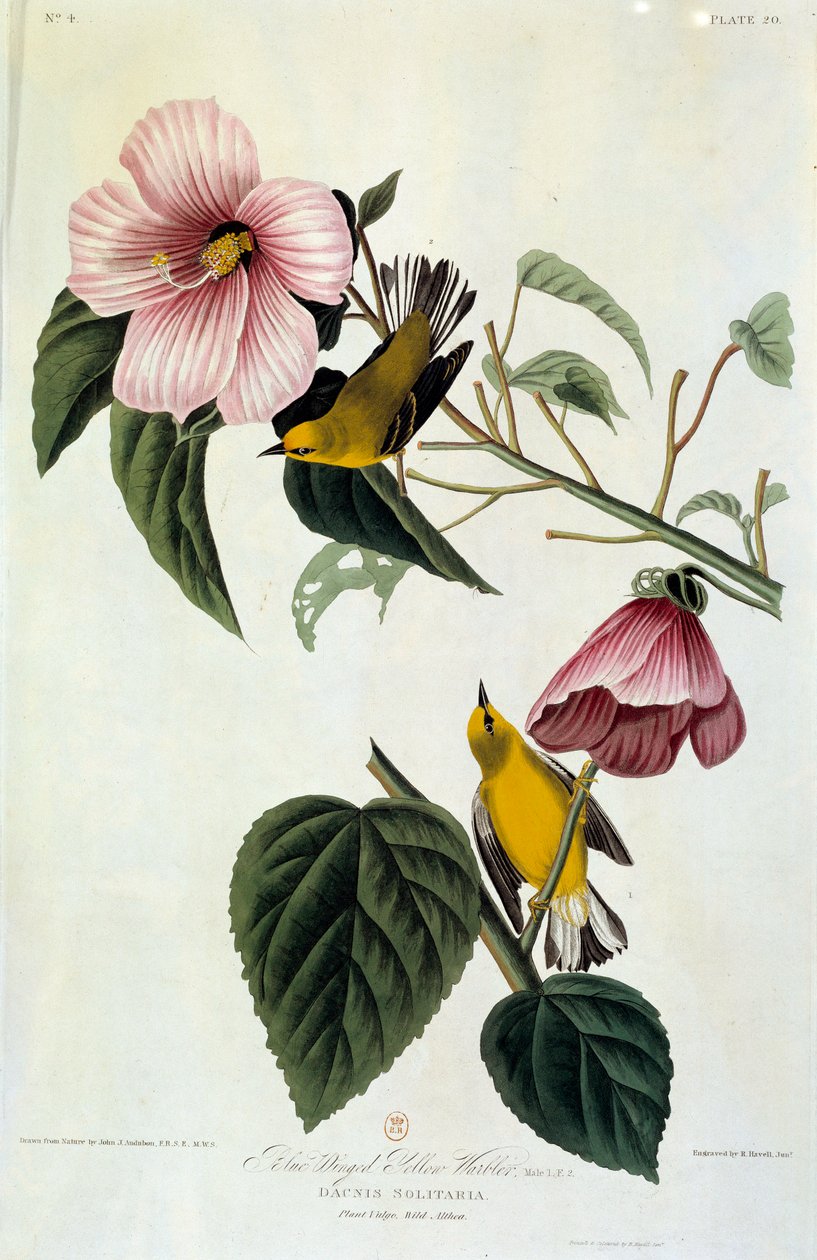 Virágok és madarak selyemfestménye John James Audubon (1780-1851) (ec.am.) 1826-1830. Paris, B.N. alkotó: John James Audubon