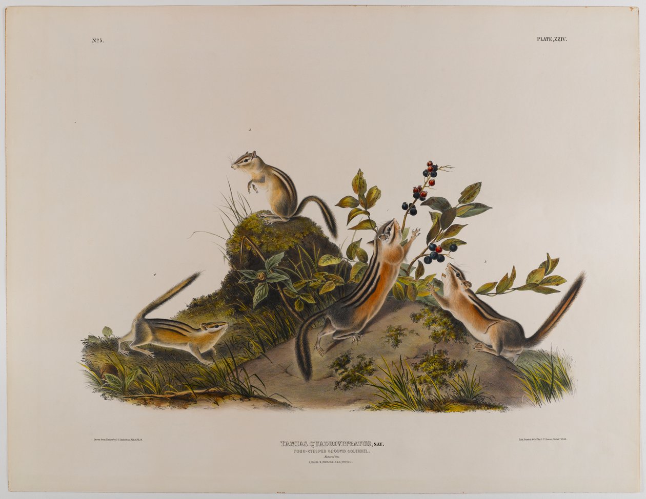 Négycsíkos ürge alkotó: John James Audubon