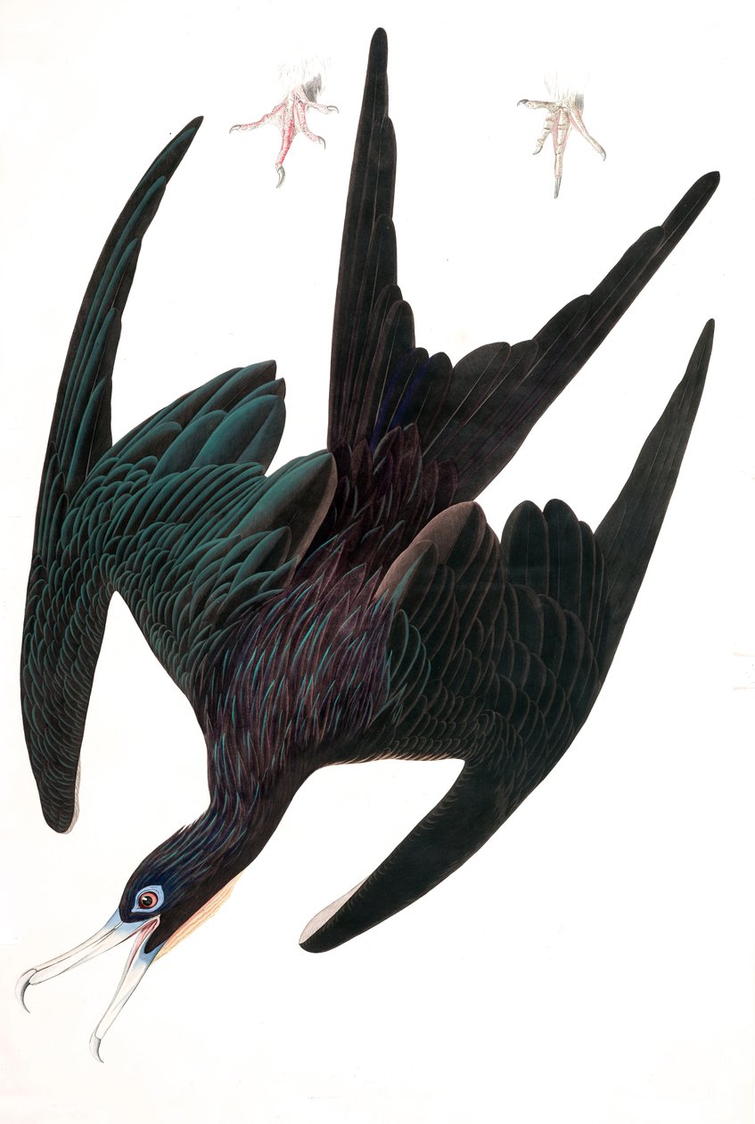 Pelikán fregatt, Tachypetes Aquilis, a "The Birds of America" című filmből, John J. Audubon, pub. 1827-38 (kézzel színezett metszet) alkotó: John James Audubon