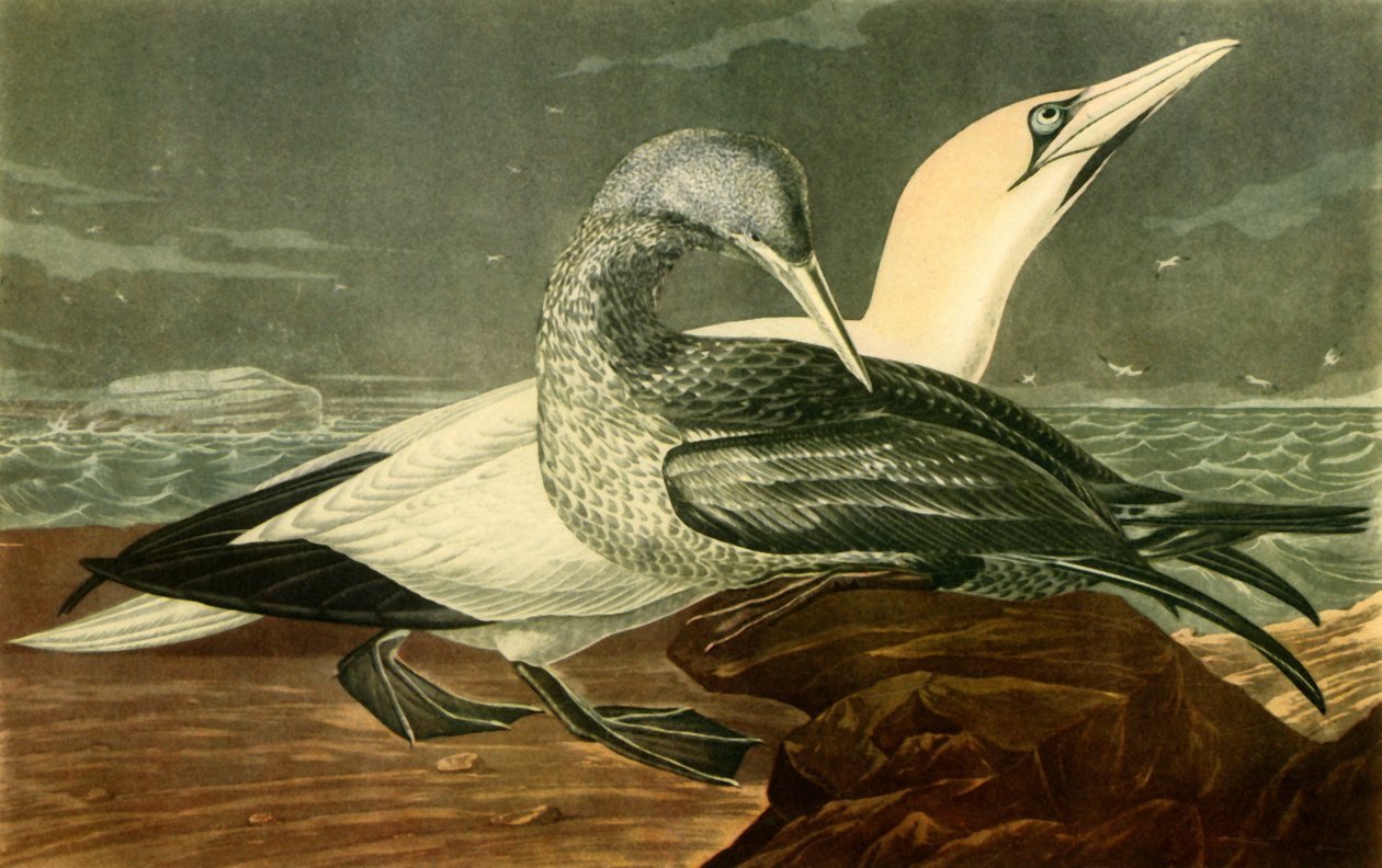 „Gannets”, 1836, 1942. alkotó: John James Audubon