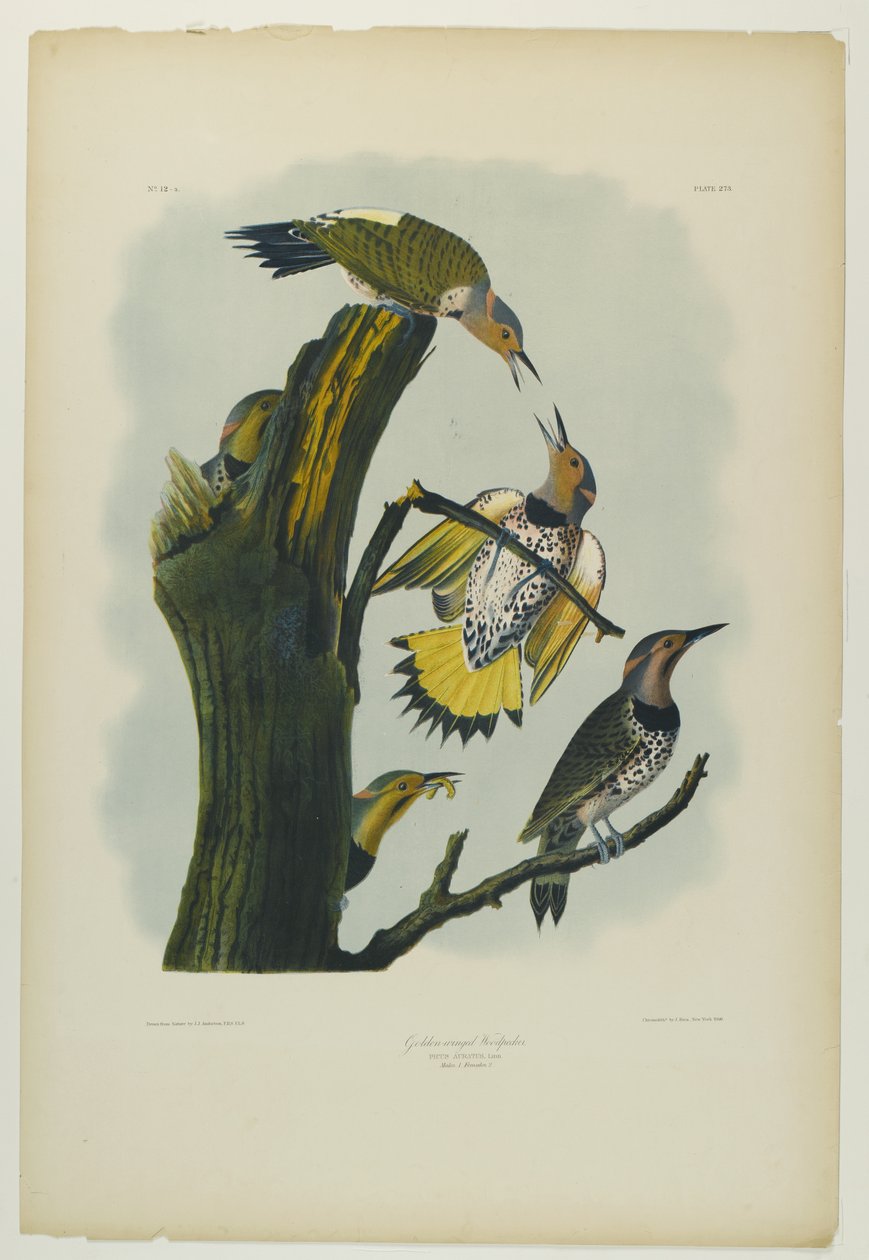 Aranyszárnyú harkály, Julien Bien nyomta és Roe Lockwood & Son adta ki, 1861 (kromolitográfia) alkotó: John James Audubon