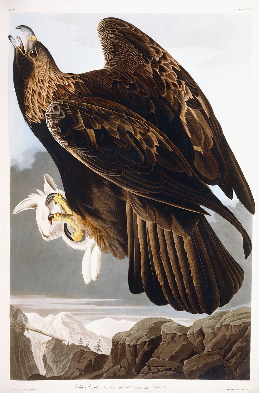 Arany Sas, 1833 alkotó: John James Audubon