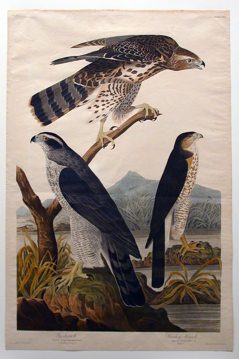 Erdei sólyom, Stanley-sólyom (29. sz.) alkotó: John James Audubon