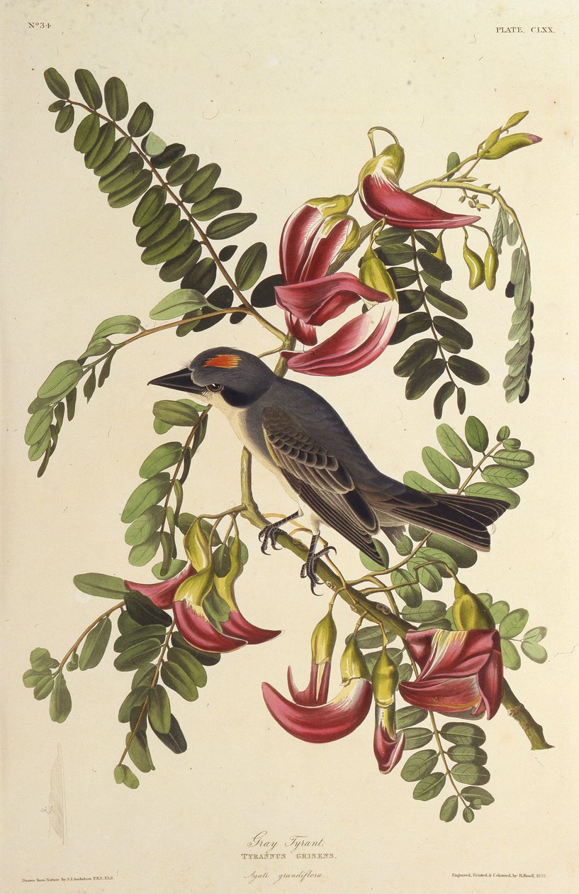 Szürke Zsarnok. Az Amerika madaraiból, 1827-1838. alkotó: John James Audubon