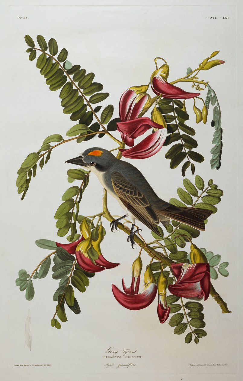 Szürke Zsarnok. Szürke királymadár alkotó: John James Audubon